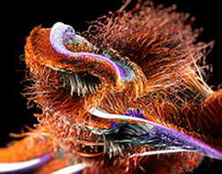 Преступление и оправдание // В прокат вышло «Дело Фриды»