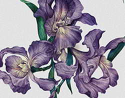 Создатели Photoshop покупают за $1,9 млрд разработчика ПО с российскими корнями